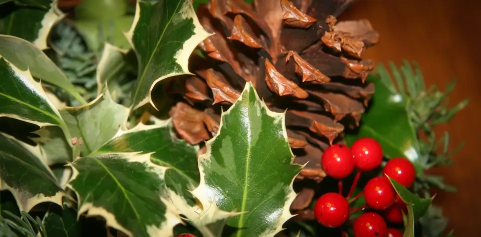 Deck the halls! A holly branch and pine cone.